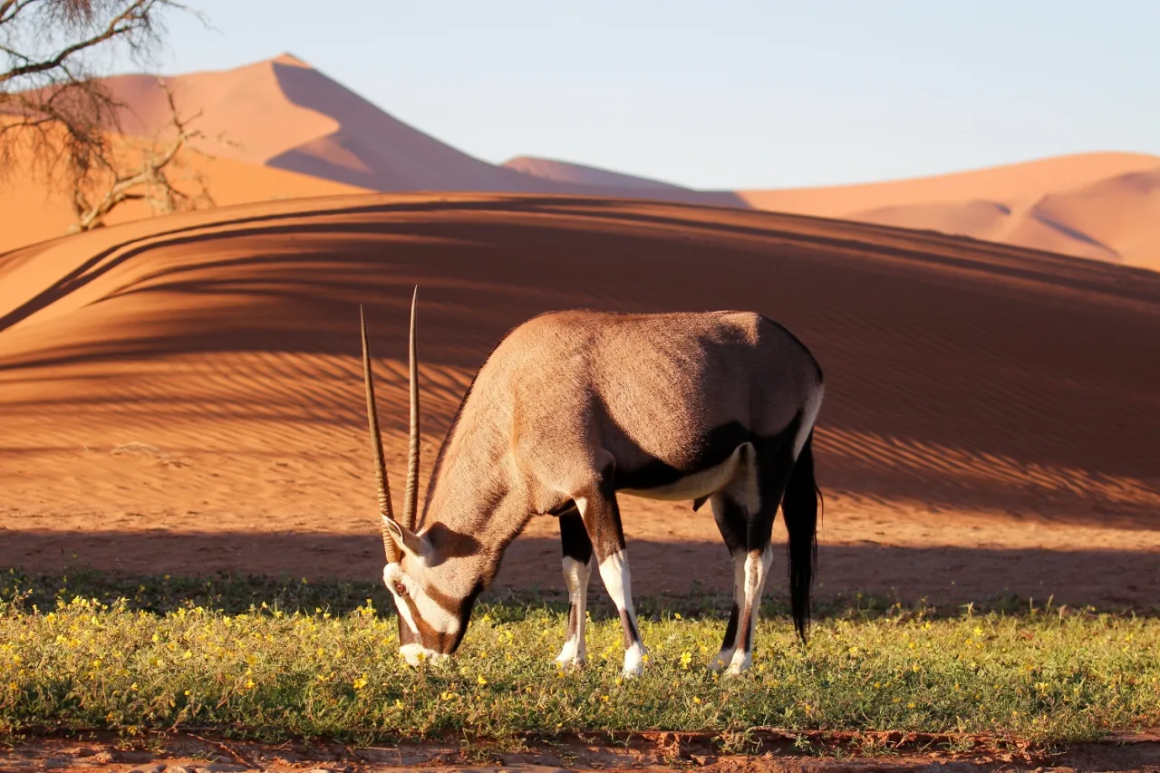 Namibia Safaris-An oryx grazing on green herbs in front the iconic orange sand dunes of Sossusvlei